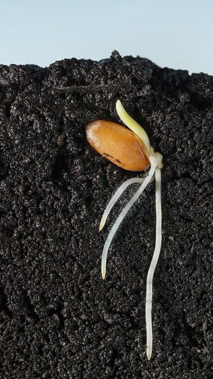 seed